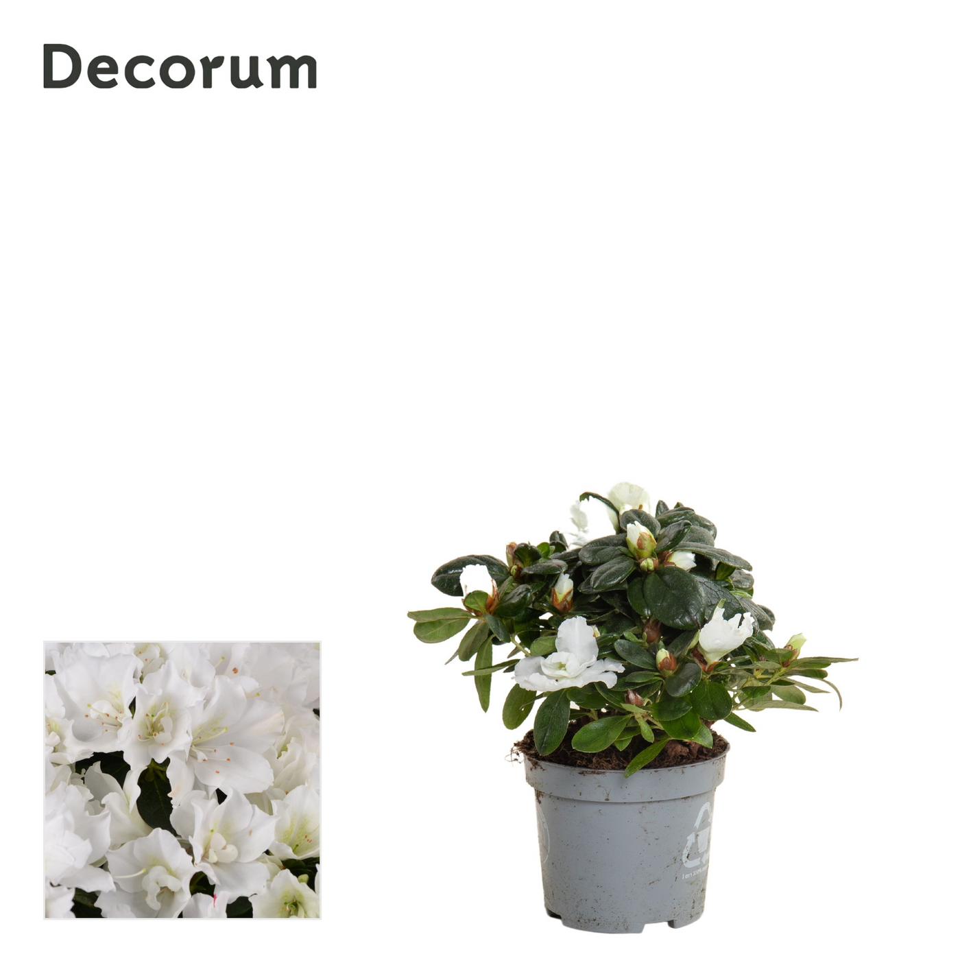 Planta naturala Bush H20cm Azalea Wit PS9/ in pamant