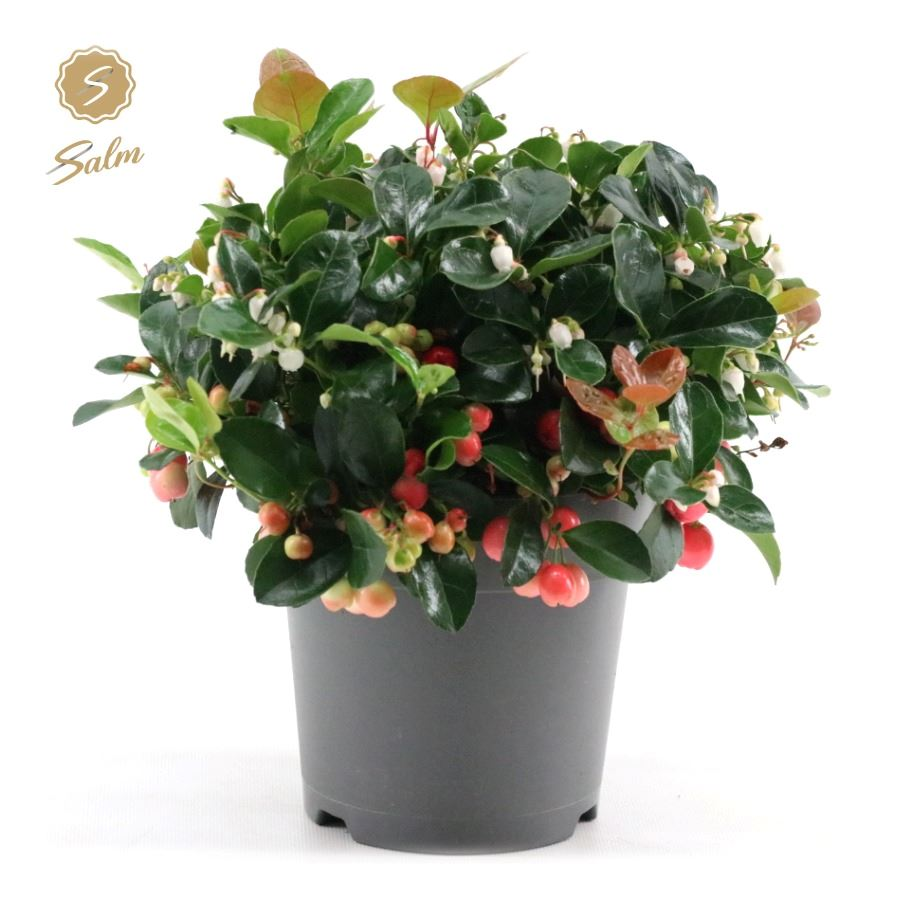 Planta naturala Bush H20cm Gaultheria pr. Big Berry  PS15/ in pamant