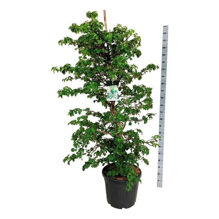 Planta naturala Bush H210cm Hydrangea petiolaris PS50/ in pamant