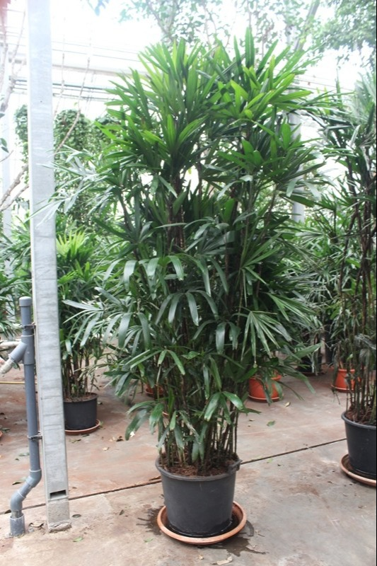 Planta naturala Bush H240cm Rhapis excelsa PS50/ in pamant