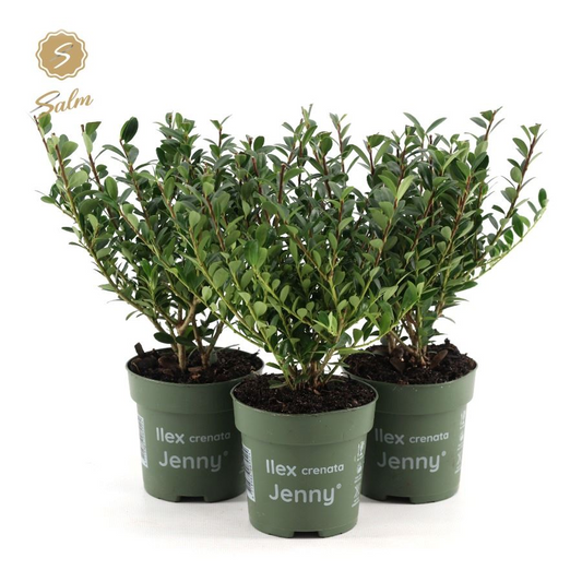Planta naturala Bush H27cm Ilex crenata 'Jenny' PS10/ in pamant