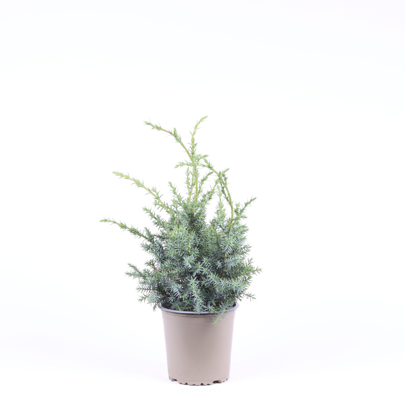 Planta naturala Bush H30cm Juniperus chinensis 'Blue Alps' PS13/ in pamant