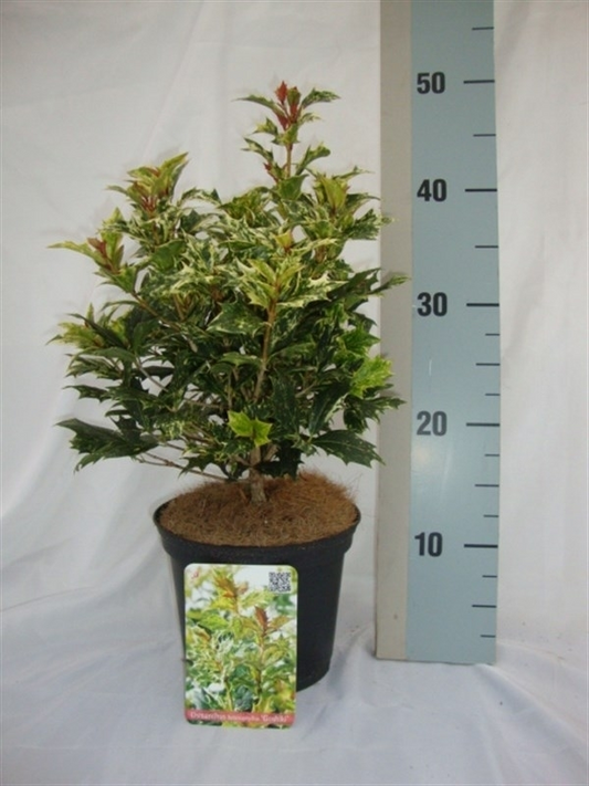Planta naturala Bush H35cm Osmanthus heterophyllus 'Goshiki' PS17/ in pamant