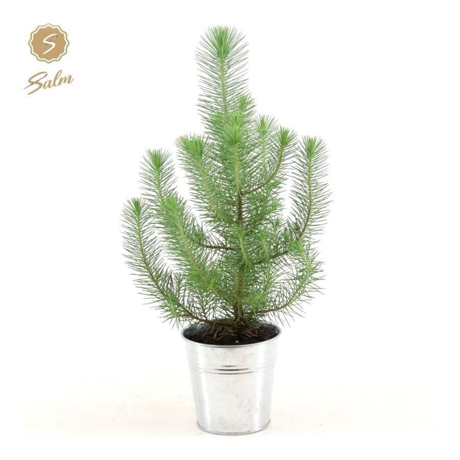 Planta naturala Bush H35cm Pinus pinea 'Silver Crest' PS12/ in pamant