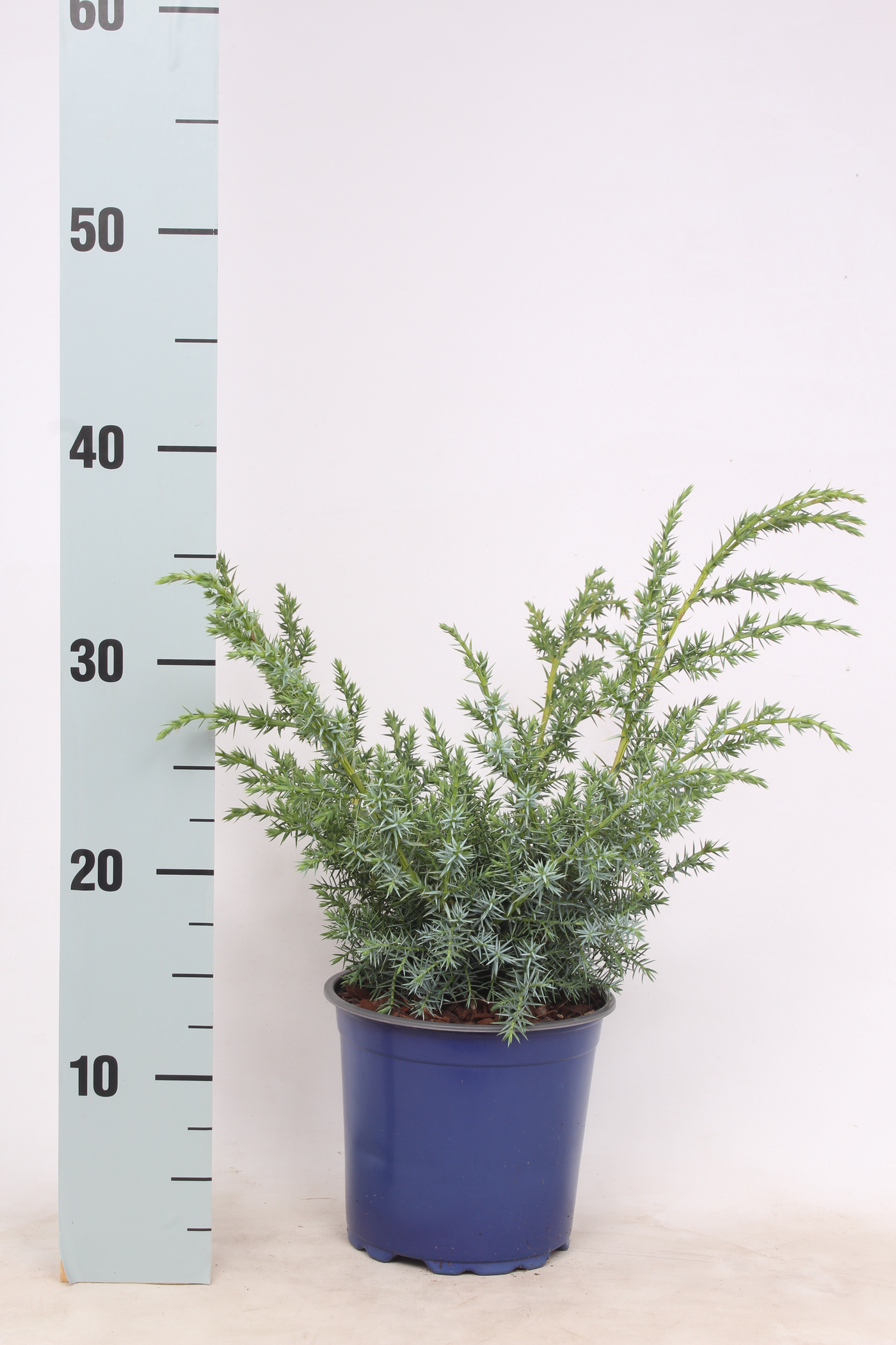 Planta naturala Bush H40cm Juniperus chinensis 'Blue Alps' PS15/ in pamant