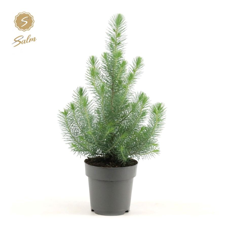 Planta naturala Bush H40cm Pinus pinea 'Silver Crest' PS15/ in pamant