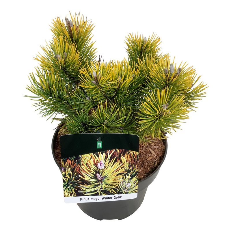 Planta naturala Bush H45cm Pinus mugo PS23/ in pamant