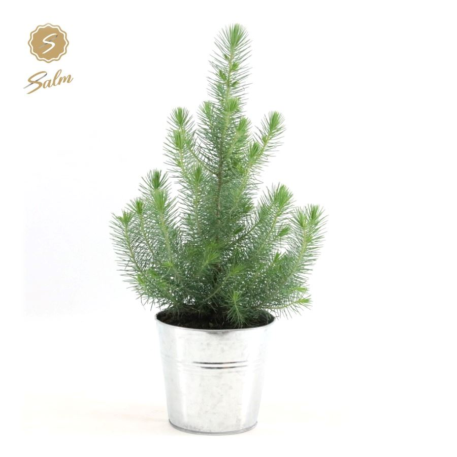 Planta naturala Bush H45cm Pinus pinea 'Silver Crest' PS17/ in pamant