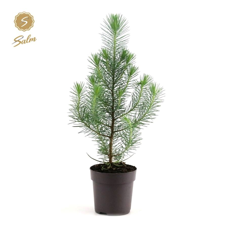 Planta naturala Bush H46cm Pinus pinea 'Silver Crest' PS10/ in pamant