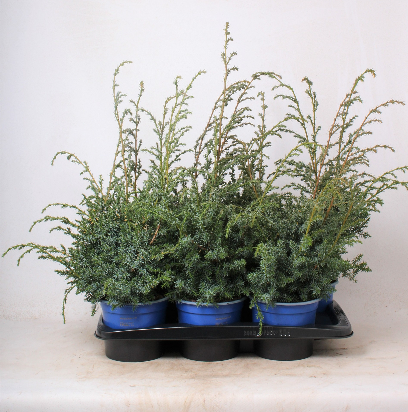 Planta naturala Bush H50cm Juniperus chinensis 'Blue Alps' PS17/ in pamant