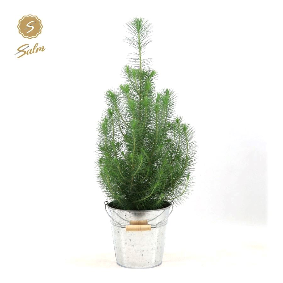 Planta naturala Bush H50cm Pinus pinea 'Silver Crest' PS19/ in pamant