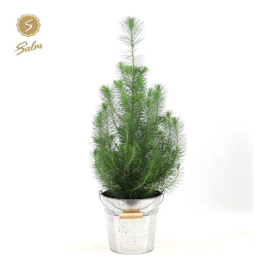 Planta naturala Bush H55cm Pinus pinea 'Silver Crest' PS19/ in pamant