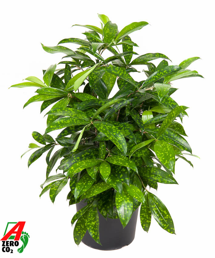 Planta naturala Bush H60cm Dracaena surculosa PS24/ in pamant