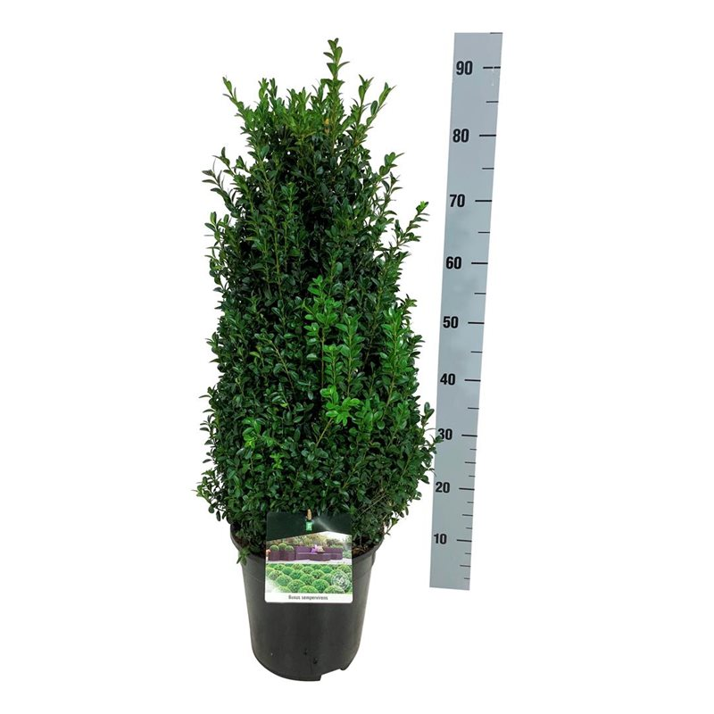 Planta naturala Bush H80cm Buxus sempervirens PS24/ in pamant