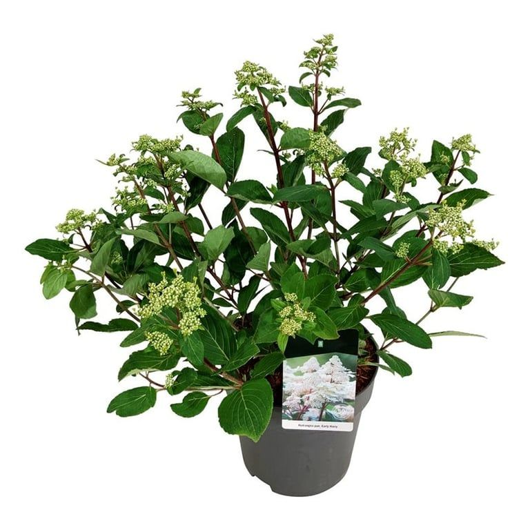 Planta naturala Bush H80cm Hydrangea paniculata 'Early Harry' PS32/ in pamant