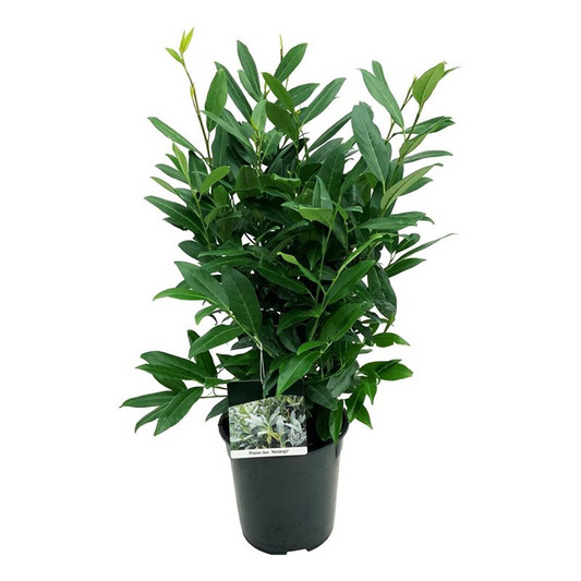 Planta naturala Bush H95cm Prunus laurocerasus 'Herbergii' PS24/ in pamant