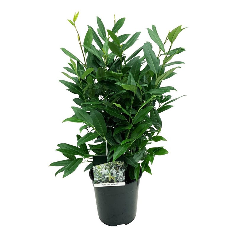 Planta naturala Bush H95cm Prunus laurocerasus 'Herbergii' PS24/ in pamant