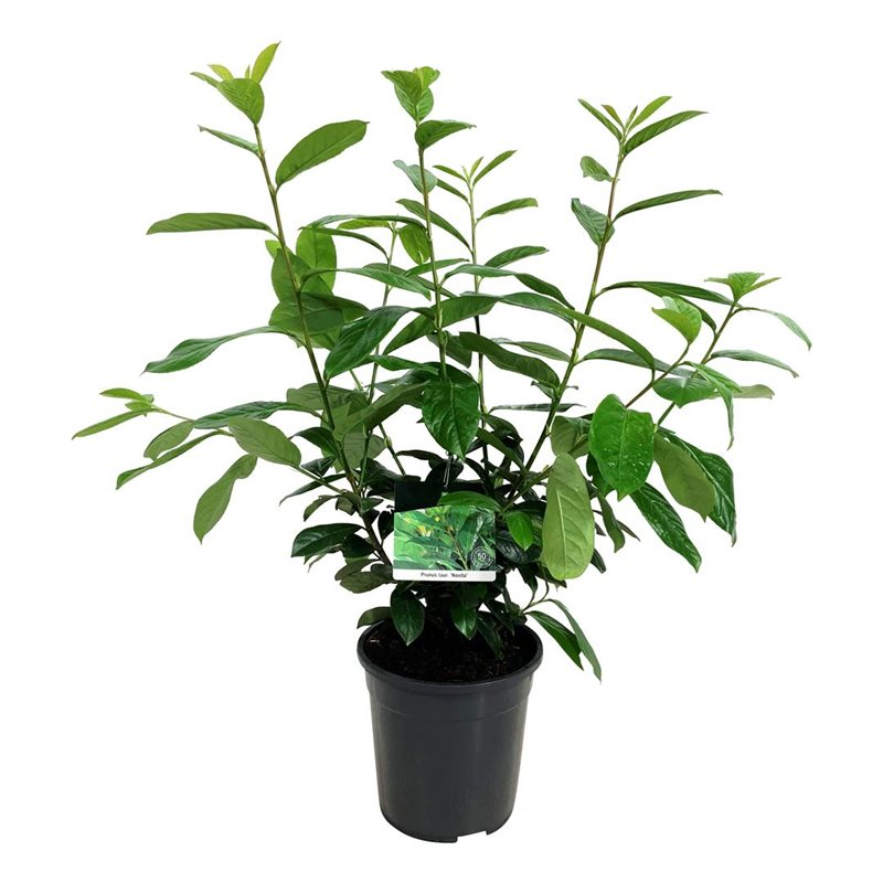 Planta naturala Bush H95cm Prunus laurocerasus 'Novita' PS24/ in pamant