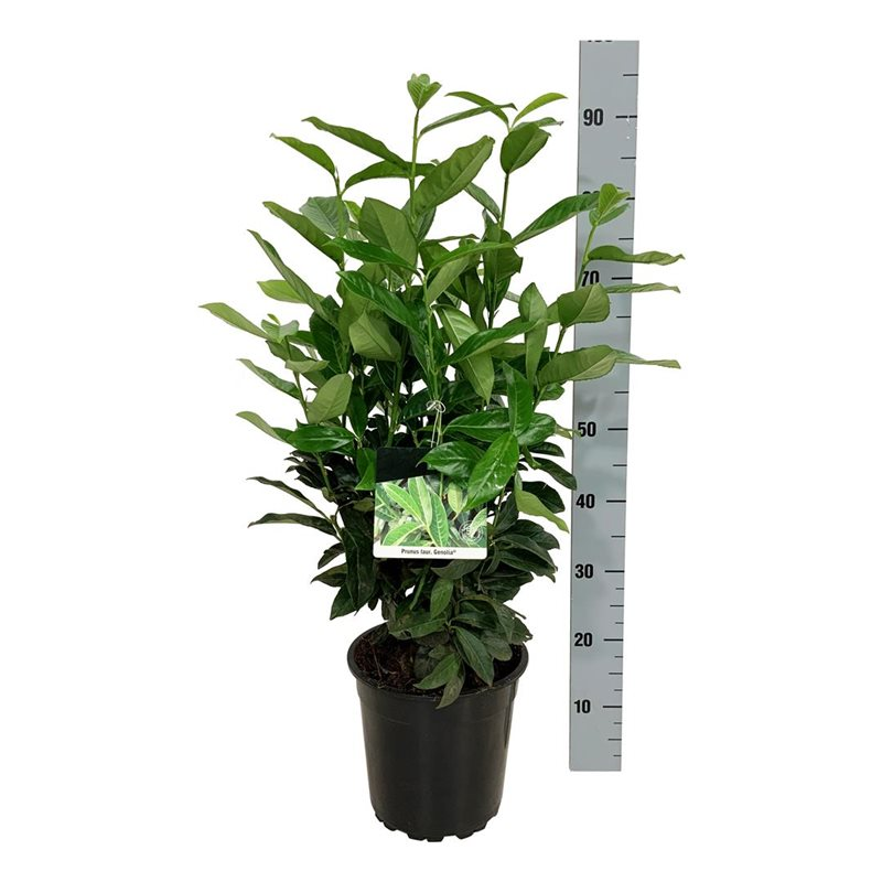 Planta naturala Bush H95cm Prunus laurocerasus PS24/ in pamant