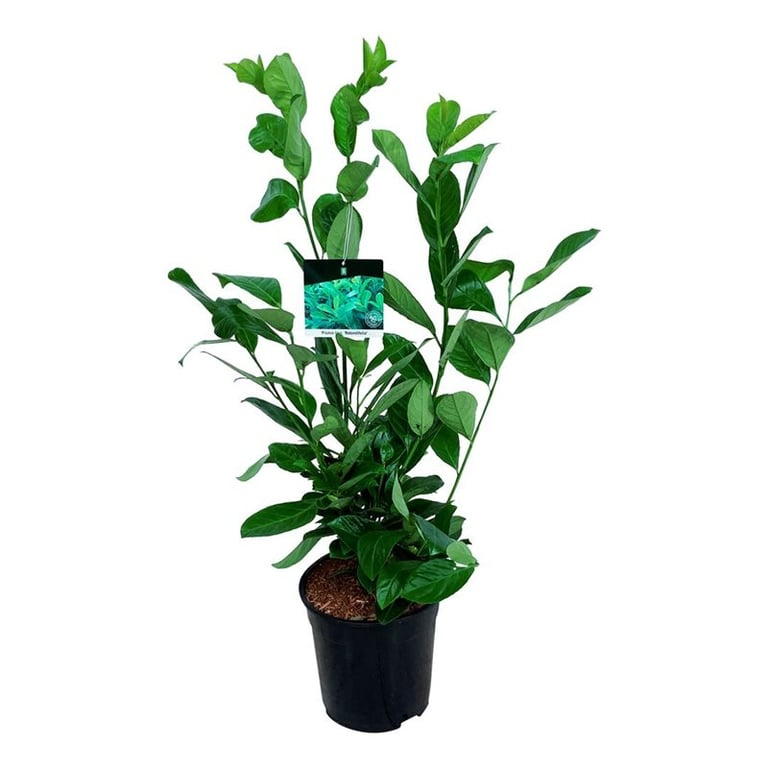 Planta naturala Bush H95cm Prunus laurocerasus 'Rotundifolia' PS24/ in pamant