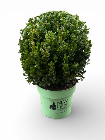 Planta naturala Buxus H40 cm PS23 cm in pamant