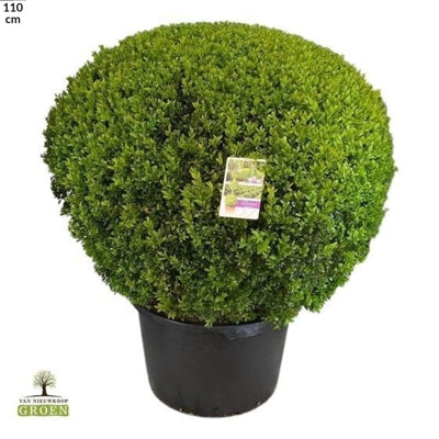 Planta naturala Buxus sempervirens H110 cm PS54 cm in pamant