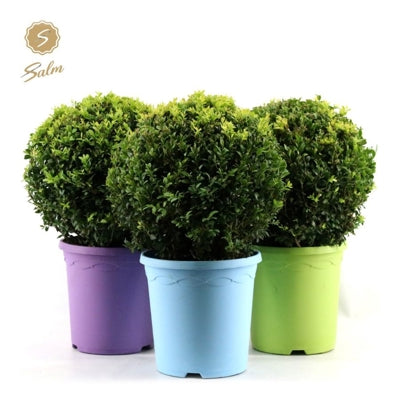 Planta naturala Buxus sempervirens H48 cm PS23 cm in pamant