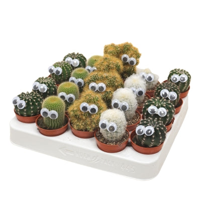 Planta naturala Cactus decorated H12 cm PS5.5 cm in pamant