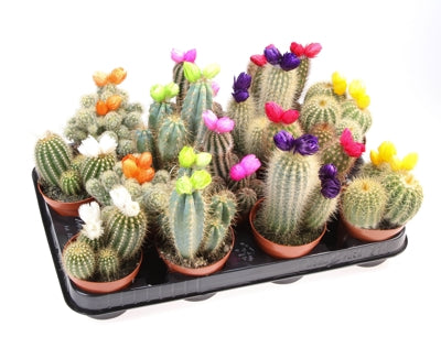 Planta naturala Cactus decorated H15 cm PS8.5 cm in pamant