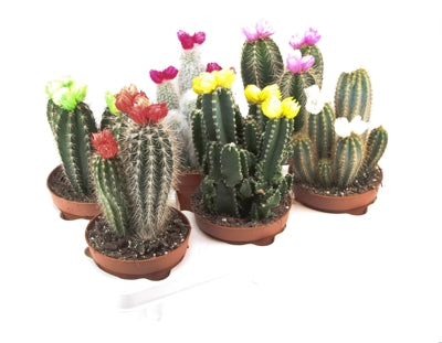 Planta naturala Cactus decorated H20 cm PS12 cm in pamant