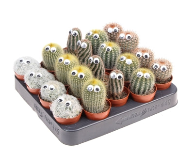 Planta naturala Cactus decorated H8 cm PS5.5 cm in pamant