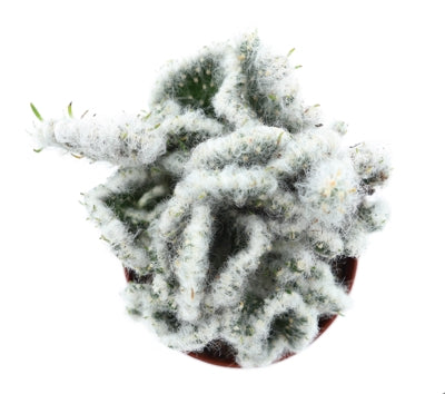 Planta naturala Cactus H12 cm PS8.5 cm in pamant