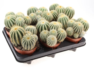 Planta naturala Cactus H15 cm PS12 cm in pamant