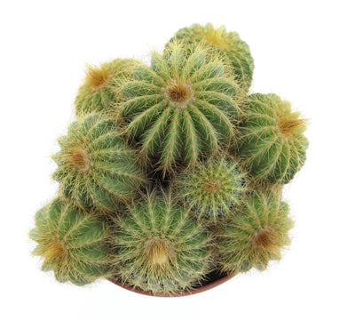 Planta naturala Cactus H20 cm PS17 cm in pamant