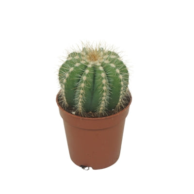 Planta naturala Cactus H8 cm PS5.5 cm in pamant