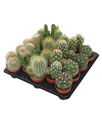 Planta naturala Cactus mini H5 cm PS4 cm in pamant