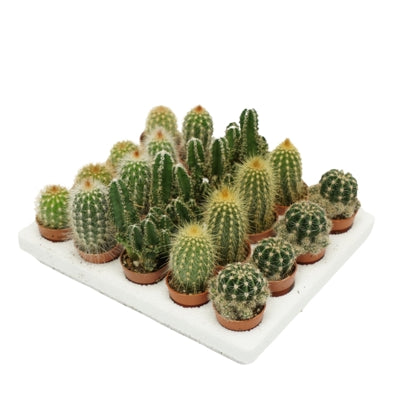Planta naturala Cactus mini H5 cm PS4 cm in pamant