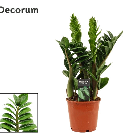 Planta naturala Cactus mini H5 cm PS4 cm in pamant