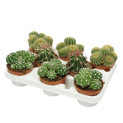 Planta naturala Cactus mixed 3 varietys H14 cm PS10.5 cm in pamant