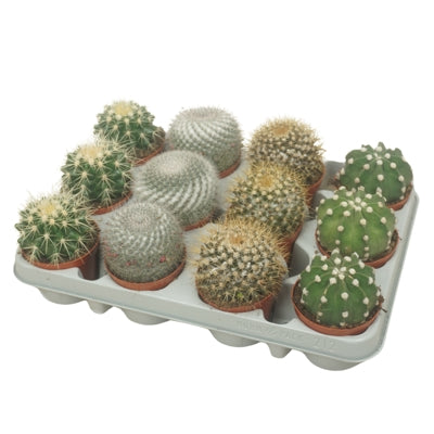Planta naturala Cactus mixed 4 varietys H13 cm PS8.5 cm in pamant