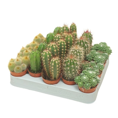 Planta naturala Cactus mixed 5 varietys H8 cm PS5.5 cm in pamant