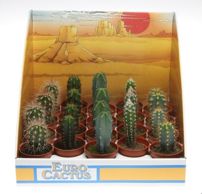Planta naturala Cactus mixed H10 cm PS5.5 cm in pamant