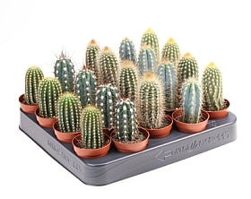 Planta naturala Cactus mixed H10 cm PS5.5 cm in pamant