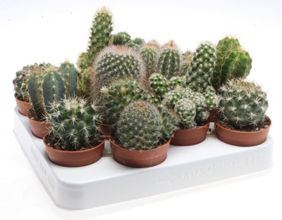 Planta naturala Cactus mixed H10 cm PS6.5 cm in pamant