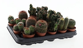 Planta naturala Cactus mixed H10 cm PS6.5 cm in pamant