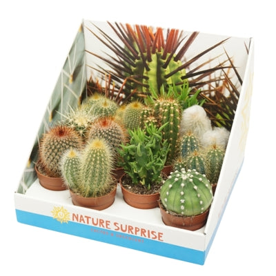 Planta naturala Cactus mixed H10 cm PS7 cm in pamant