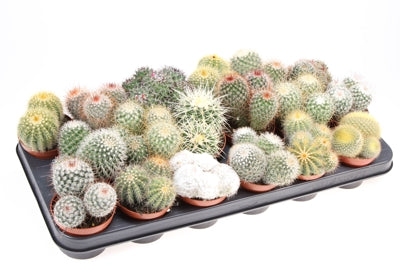 Planta naturala Cactus mixed H10 cm PS8.5 cm in pamant