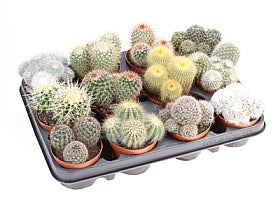 Planta naturala Cactus mixed H10 cm PS8.5 cm in pamant