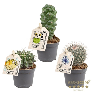 Planta naturala Cactus mixed H12 cm PS6 cm in pamant