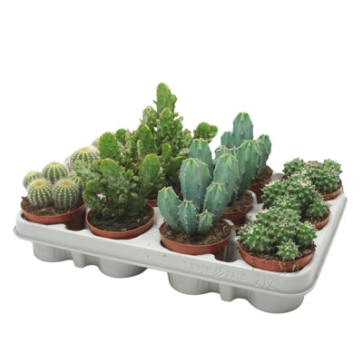 Planta naturala Cactus mixed H12 cm PS8.5 cm in pamant